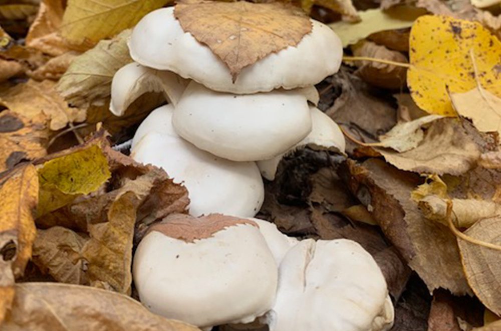 De retour à une routine d’automne